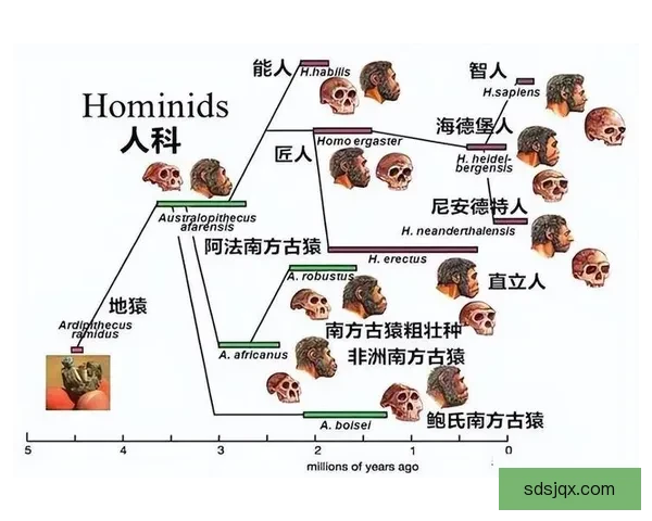 北京人vs现代智人：进化分岔与文明起源之争全解析深度研究图景